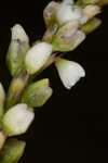 Bog smartweed